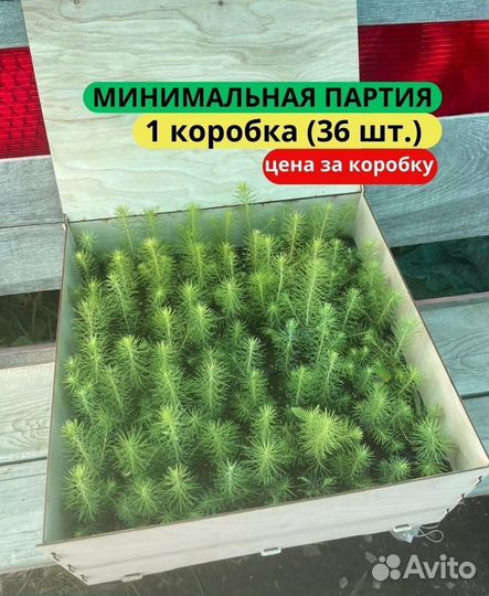 Сеянцы сосны зкс