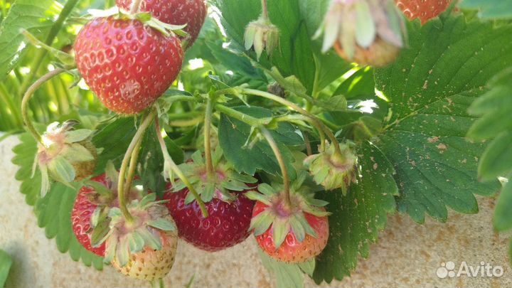 Сортовая рассада клубники