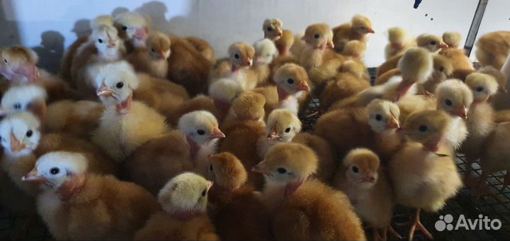 Инкубационное яйцо индейка бройлер утка