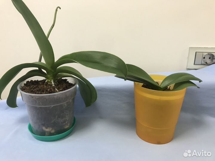 Орхидея фаленопсис Гигант белый