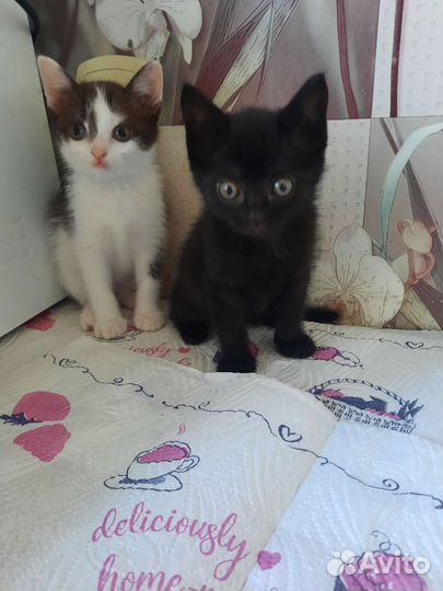 Котята в добрые руки