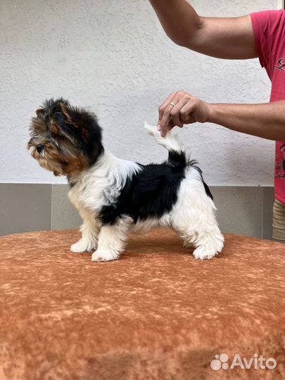 Бивер супер щенки