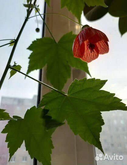 Клен комнатный Абутилон