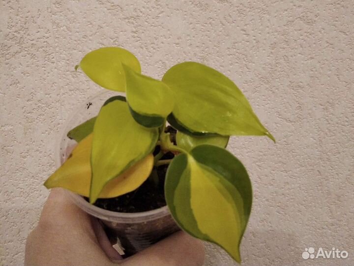 Филодендрон бразил