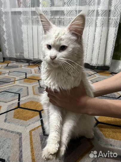 Кошки мейн-кун