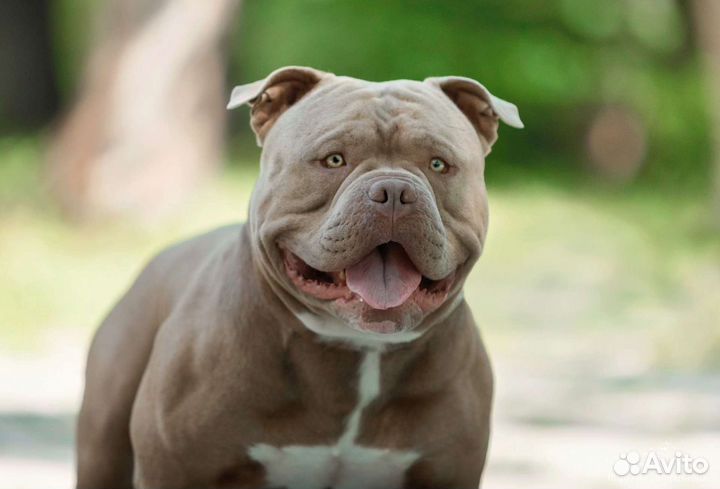 Вязка Американский булли щенки