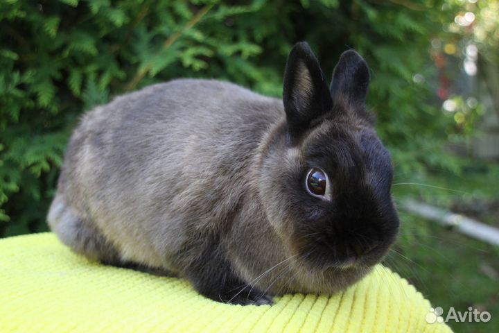 Карликовый кролик в добрые руки