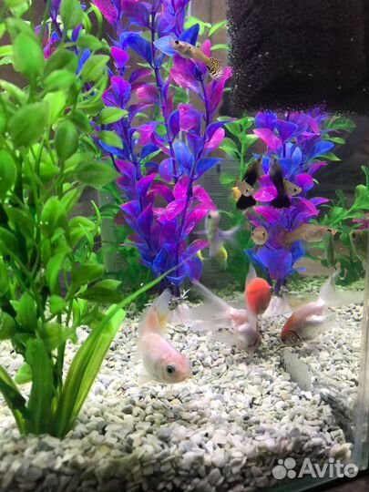 Aквариум aquael, 30 л