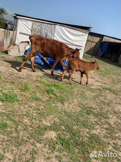 Корова с теленком