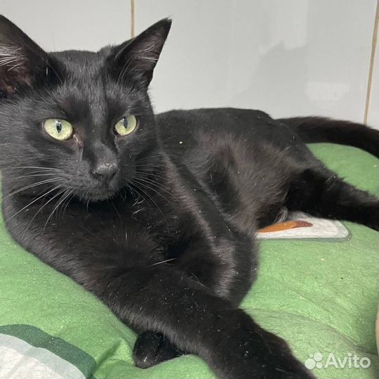 Бастет. В ожидании своего Человека