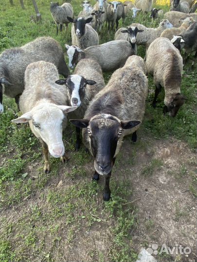Овцы бараны