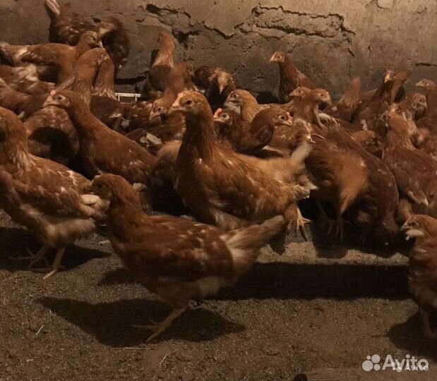 Куры молодки