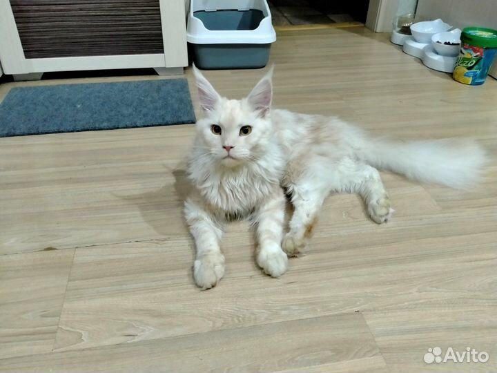 Кот мейн-кун