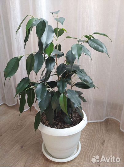 Цветы фикус Бенджамина