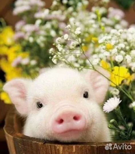 Продам мясо свинина