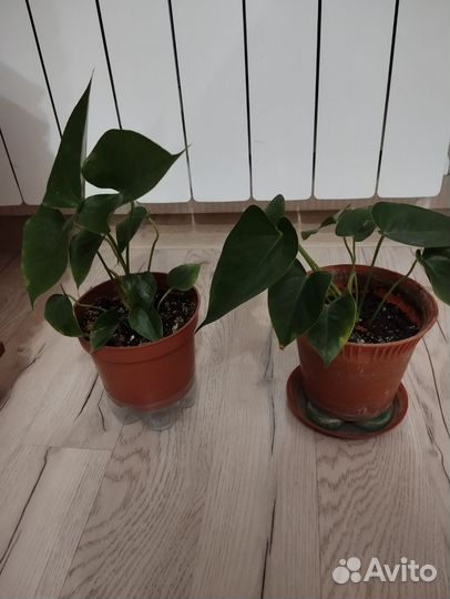 Антуриум и спатифиллум