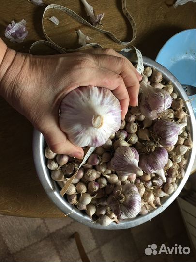 Чеснок и Однозубка Любаша и Богатырь Подмосковье