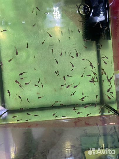 Гуппи красная кобра