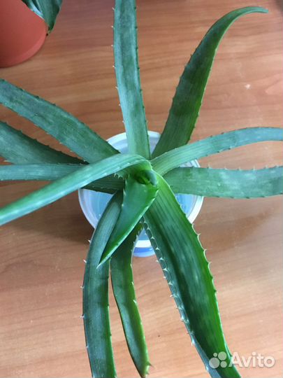 Алоэ, золотой ус, каланхоэ лекарственный
