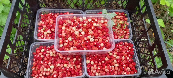 Земляника лесная