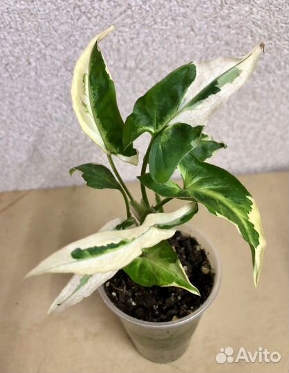 Сингониум клубничный лед galaxy, т25