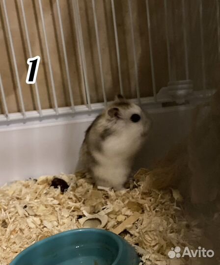 Джунгарский хомяк