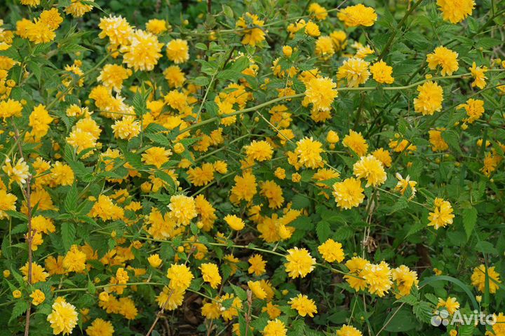 Керрия японская