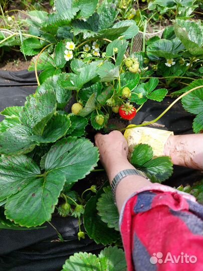 Клубника ремонтантная