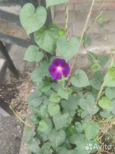 Ипомея, саженцы, вьщиеся цветы