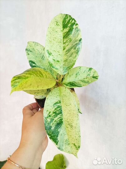 Фикус шривериана