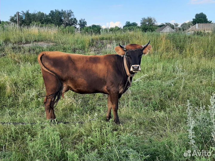 Корова дойная