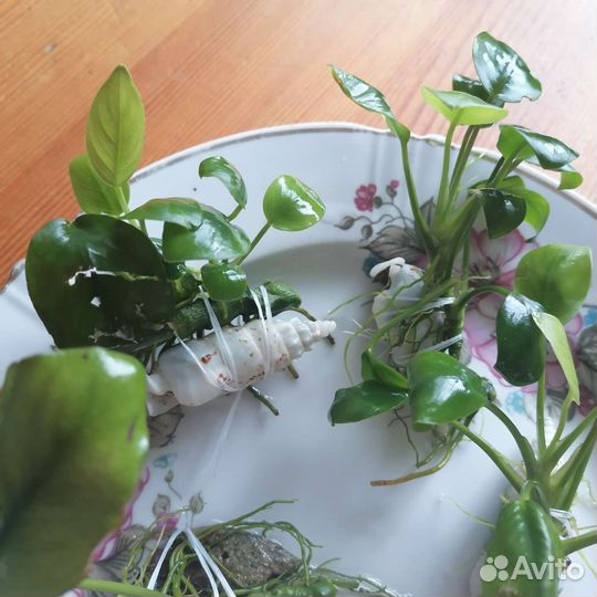 Растение для аквариума - анубиас