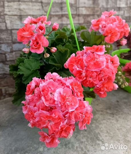 Пеларгония Феникс