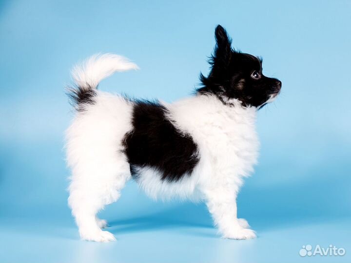 Папийона щенки