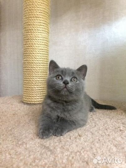 Британские котята