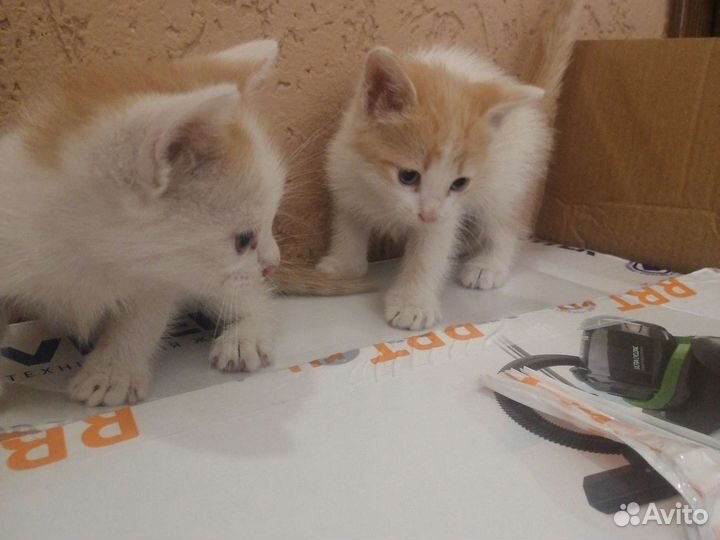 Кошка в дар бесплатно