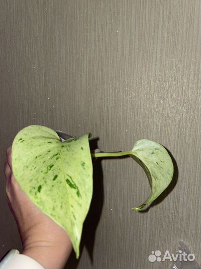 Эпипремнум Марбл квин