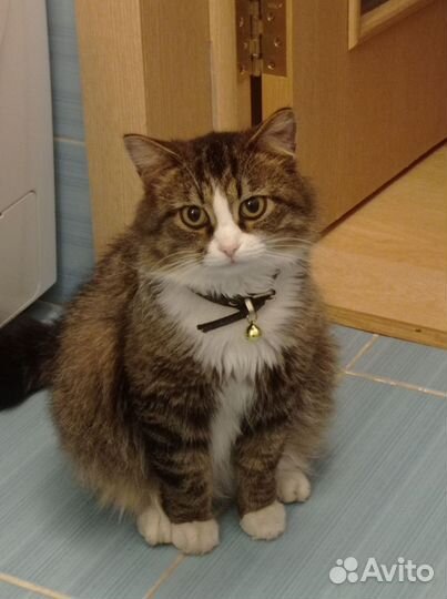 Кот в добрые руки