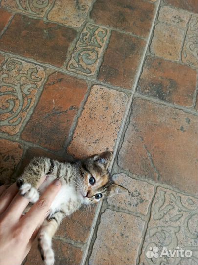 Трехцветная кошечка в дар в хорошие руки