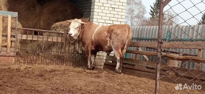 Бык производитель