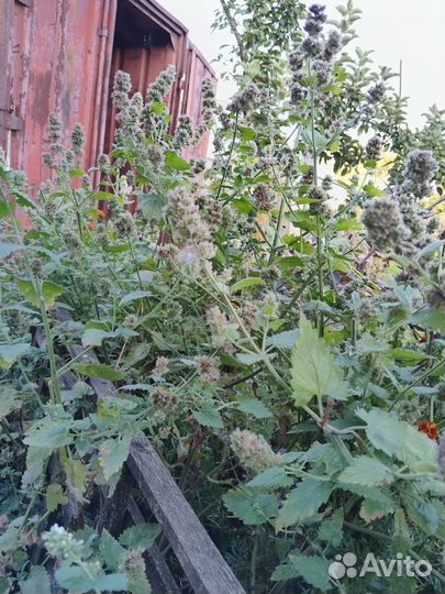 Базилик,мята,мелисса