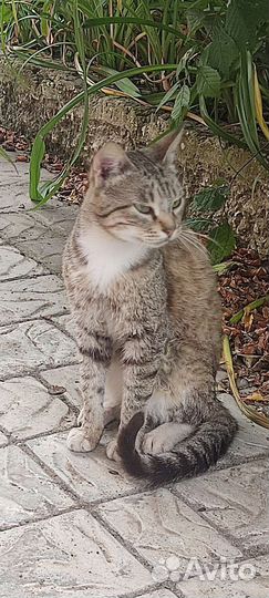 Кошки в добрые руки
