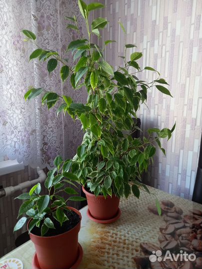 Фикус бенджамина пестролистный