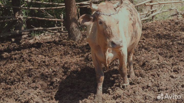 Коровы дойные