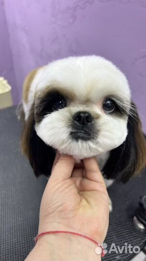 Стрижка собак и кошек в Калининграде