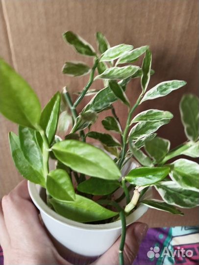 Рео, фиалка, хойи, колерия и другие растения