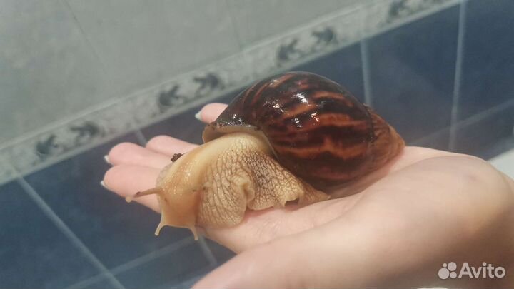 Улитки ахатины
