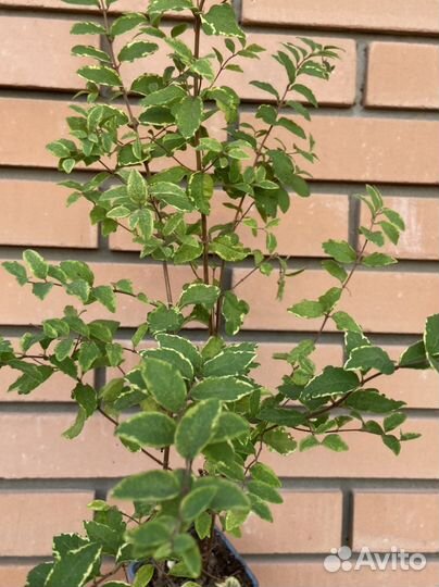 Снежноягодник форис вариегатис