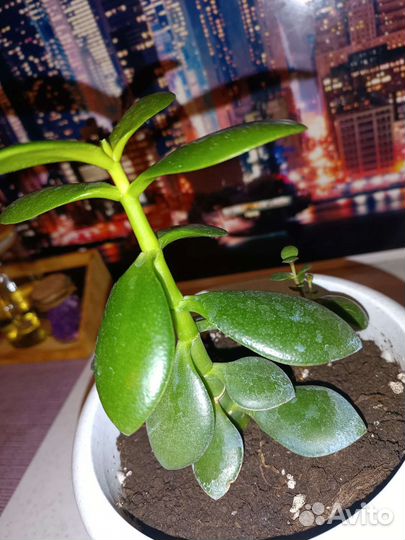 Денежное дерево толстянка
