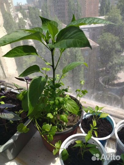 Перец китайский, острый